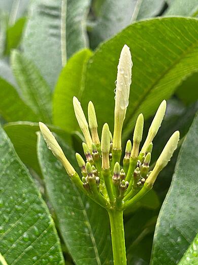 Frangipani Flower or Nag Champa