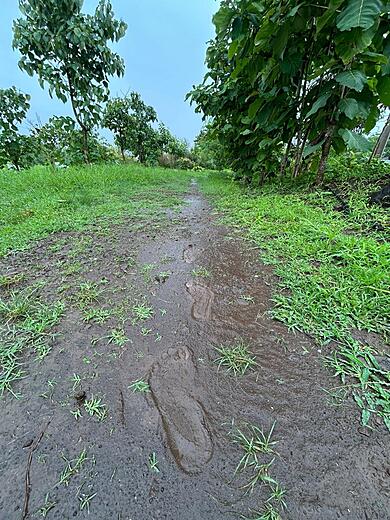 Foot acupressure walk