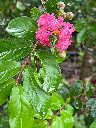 Furush flower AKA Jarul