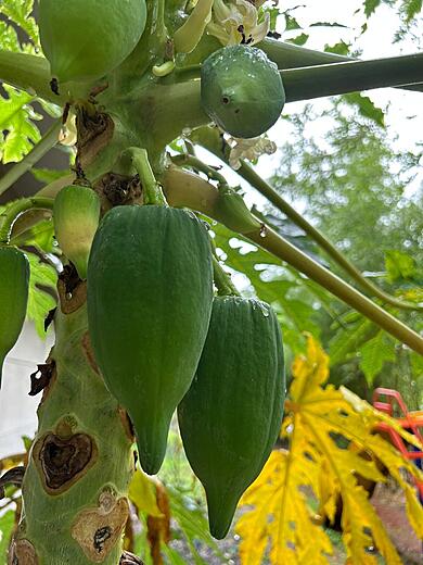 Papaya Fruit