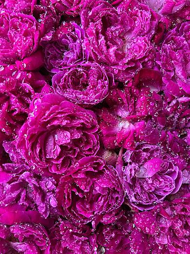 Decoration done with Rose