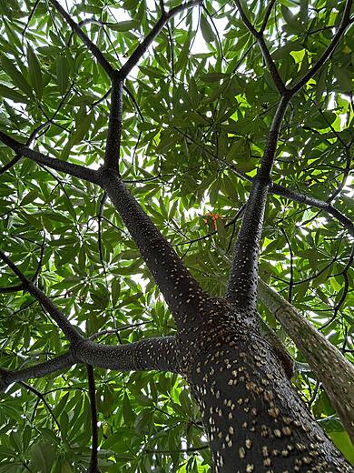 Standing tall in middle of lake and Keshar Ganesh Temple at Keshar Parvat