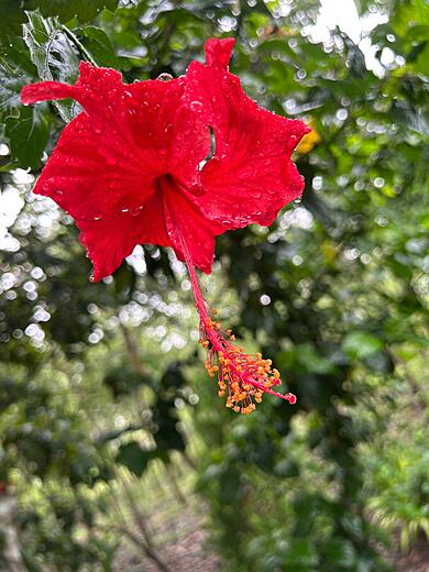 Hibiscus Flower