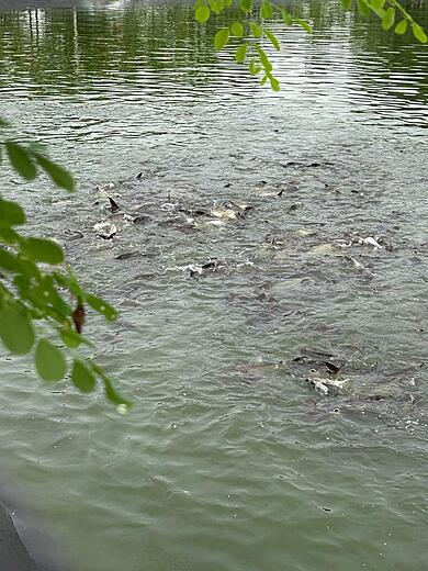 Man Made lake full of Fish