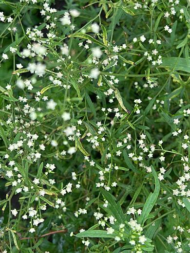 White layer everywhere