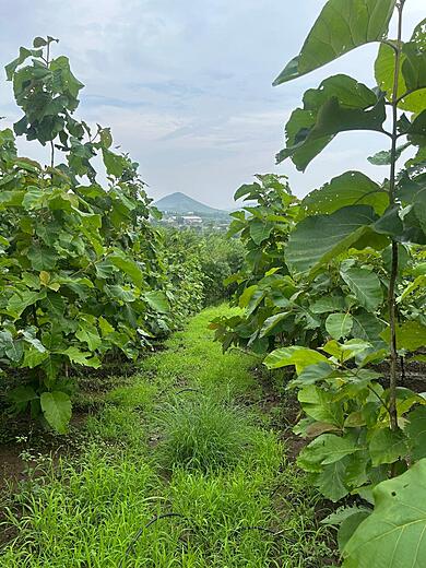 Sneak Peak between Teak Forests