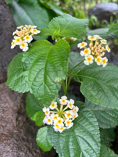 West Indian Lantana Flower AKA Ghaneri Flowers