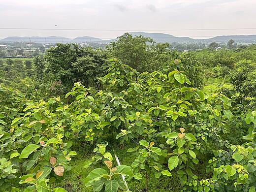 Keshar Parvat from a good elevation