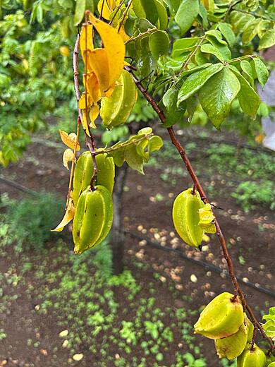 Carambola Star Fruit AKA Kamrakh