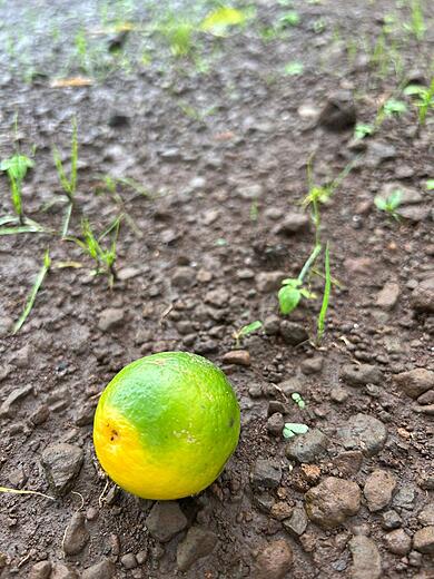 Lime Fruit