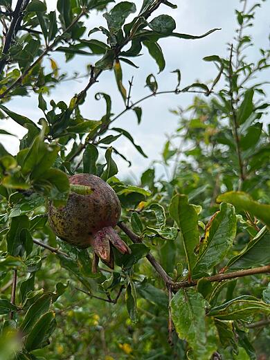 Pomegranate