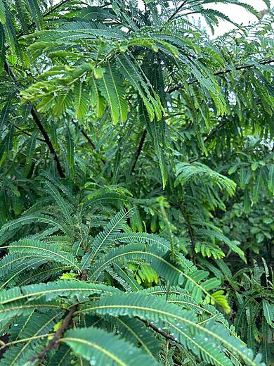 Mandu ki Imli or Khorasani Imli