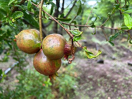 Pomegranate