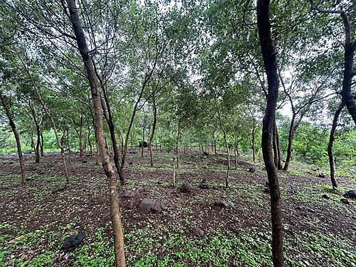 Trees sneaking glances at the sunlight