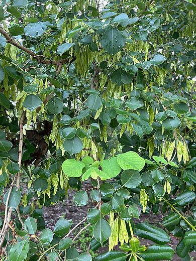 Rosewood or Sheesham Tree