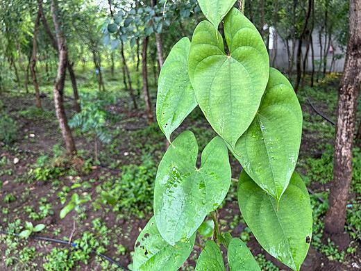 Garadu aka Purple yam