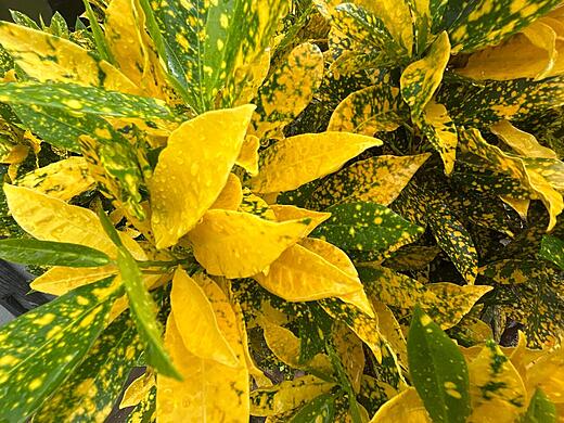 Life arranged for display