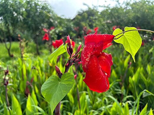 Indian shot AKA Sarvjaya