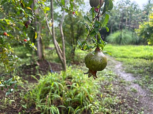 Pomegranate