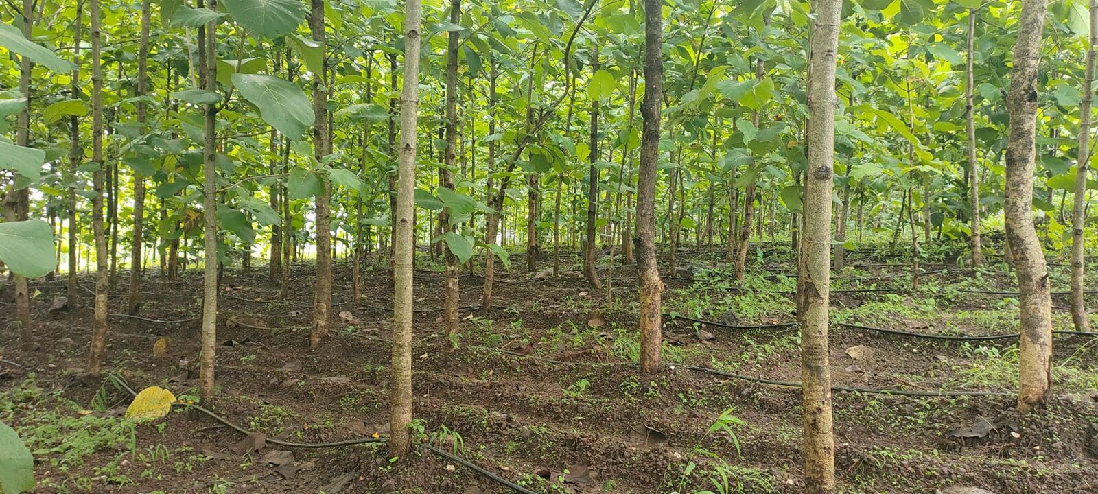 Sagwan trees assembly