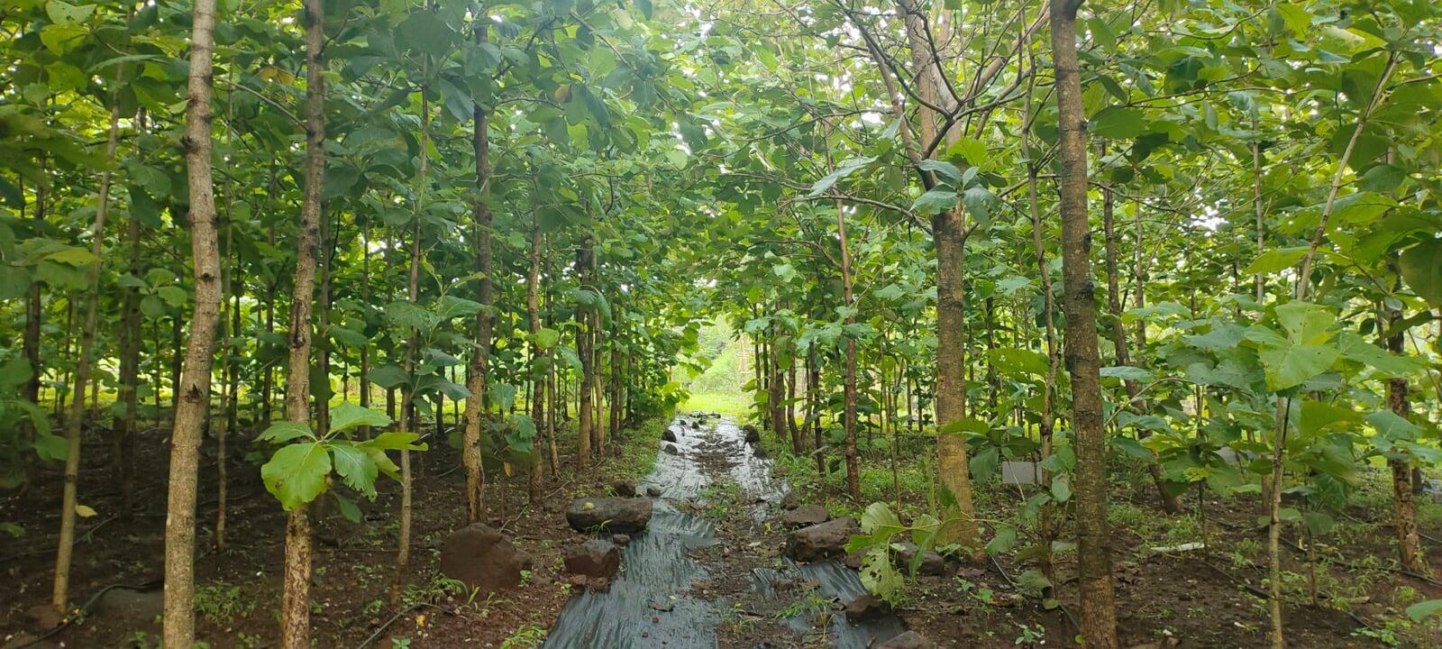 Sunlight never finds its way below