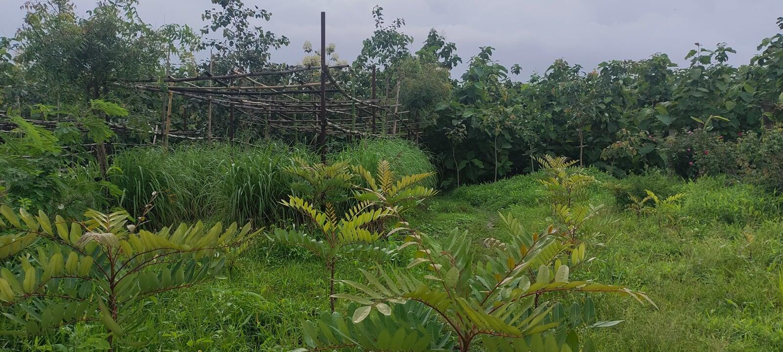 Lakshmi Taru or Paradise Tree plus one can clearly see Lemon Grass