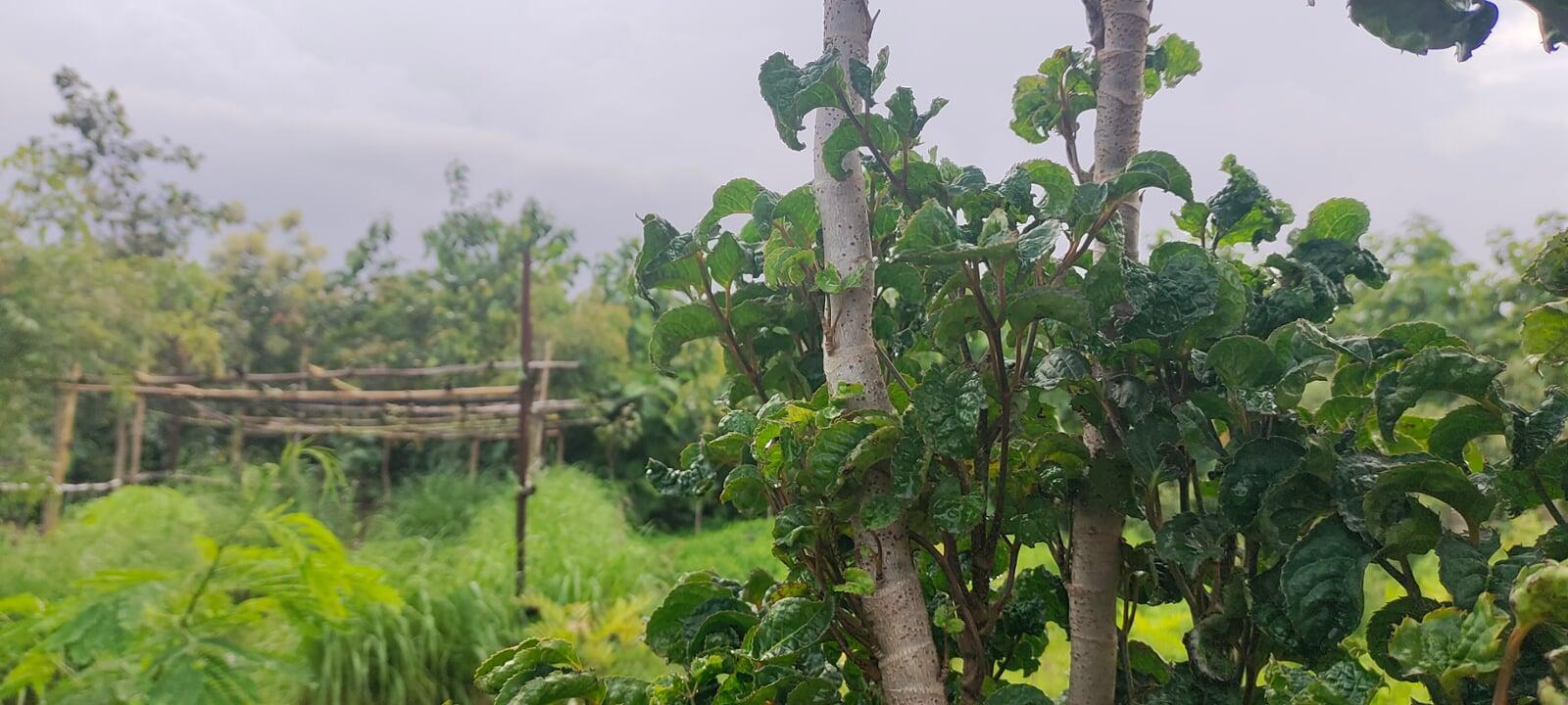 Arjun Tree