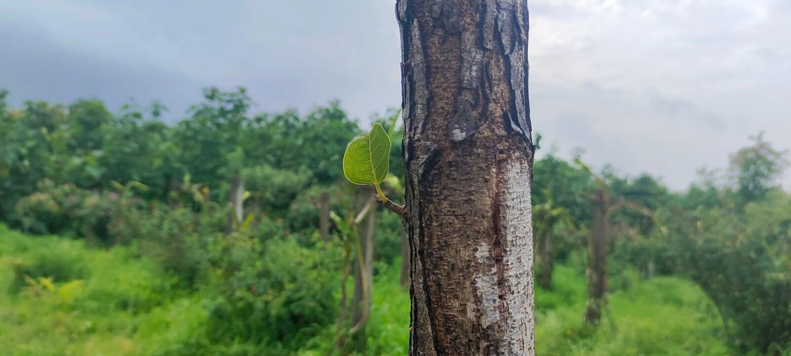Quiet resilience of life
