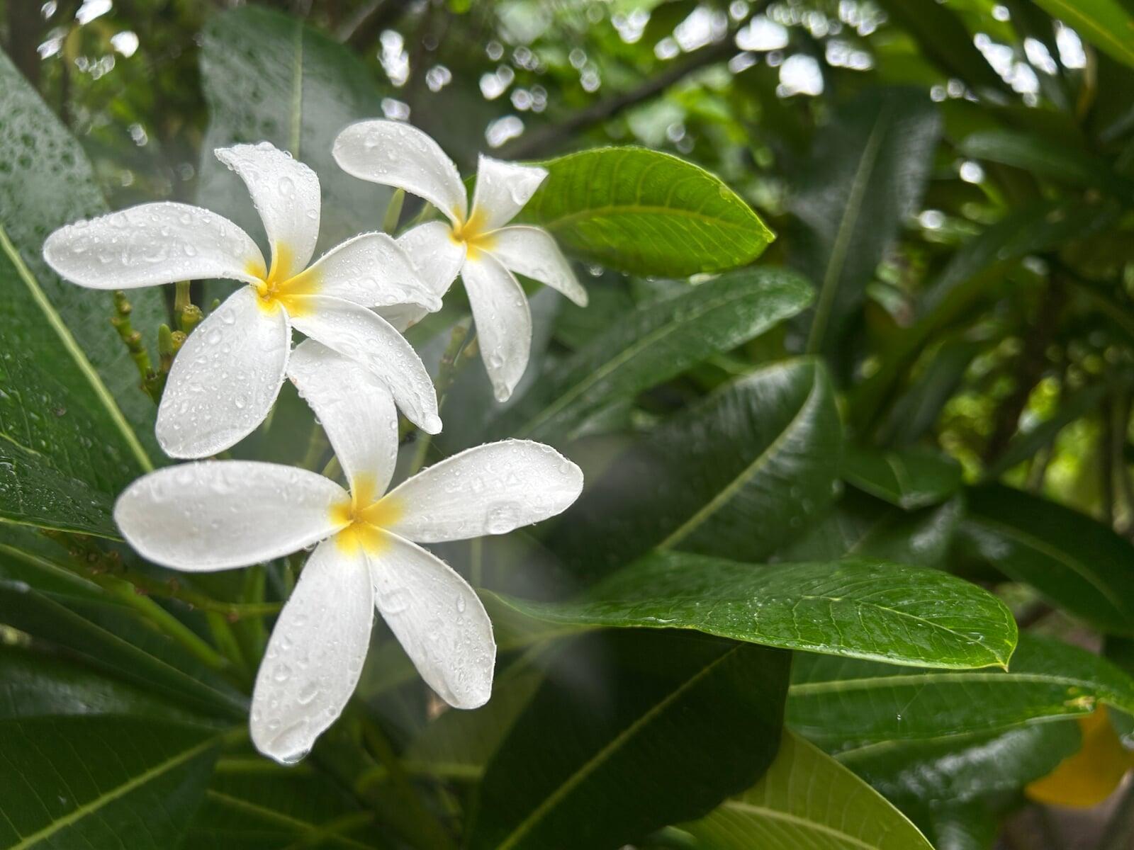Champa Flowers