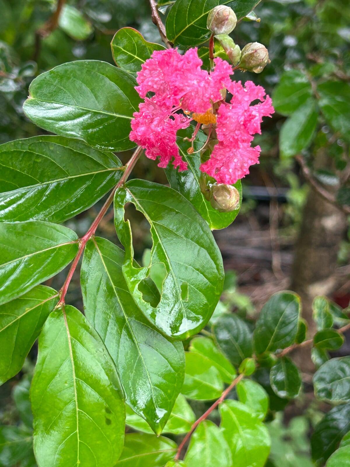 Furush flower AKA Jarul