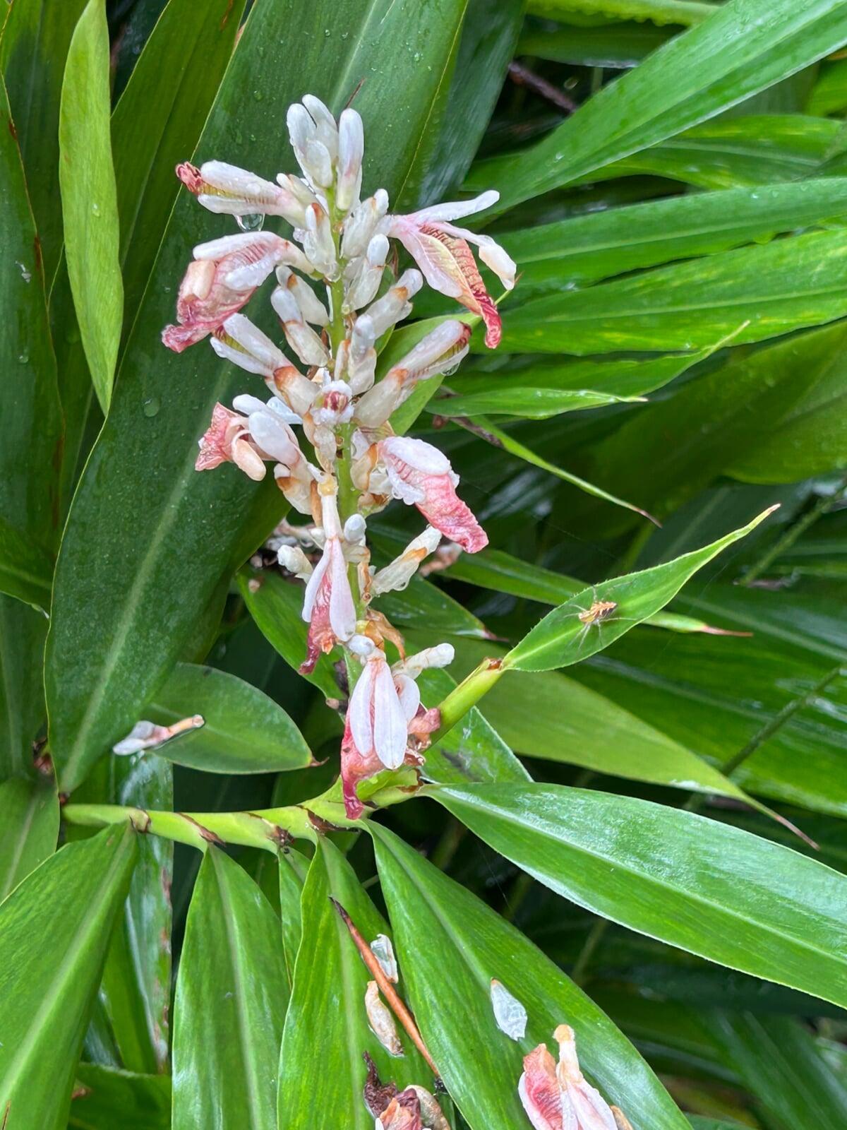 Cardamon AKA illayachi