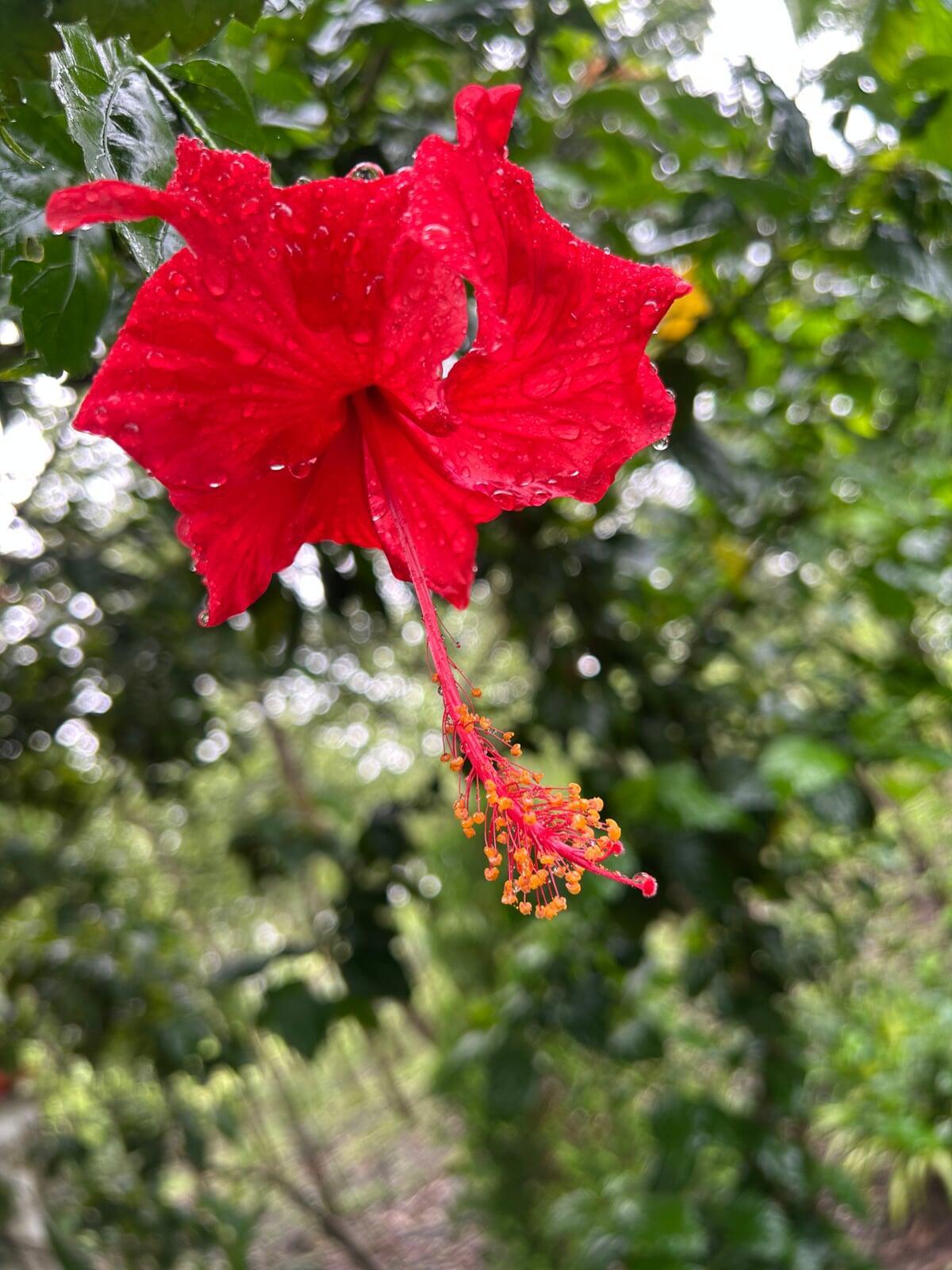 Hibiscus Flower