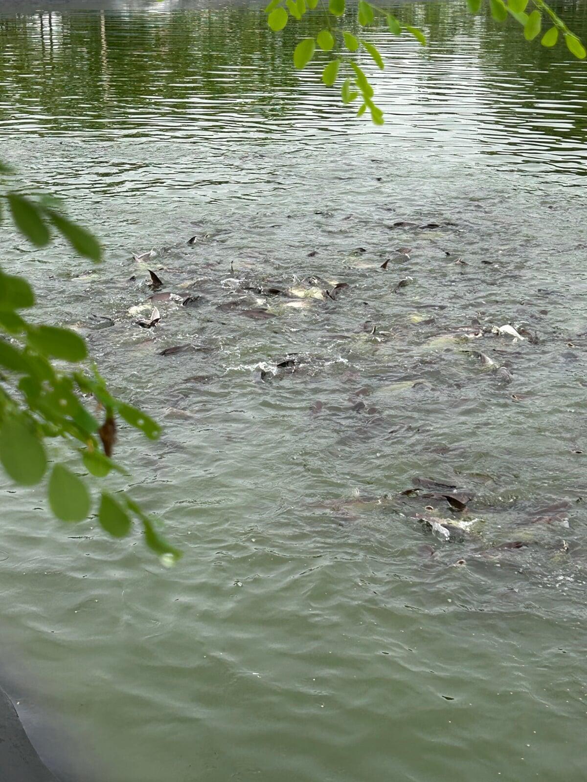 Man Made lake full of Fish