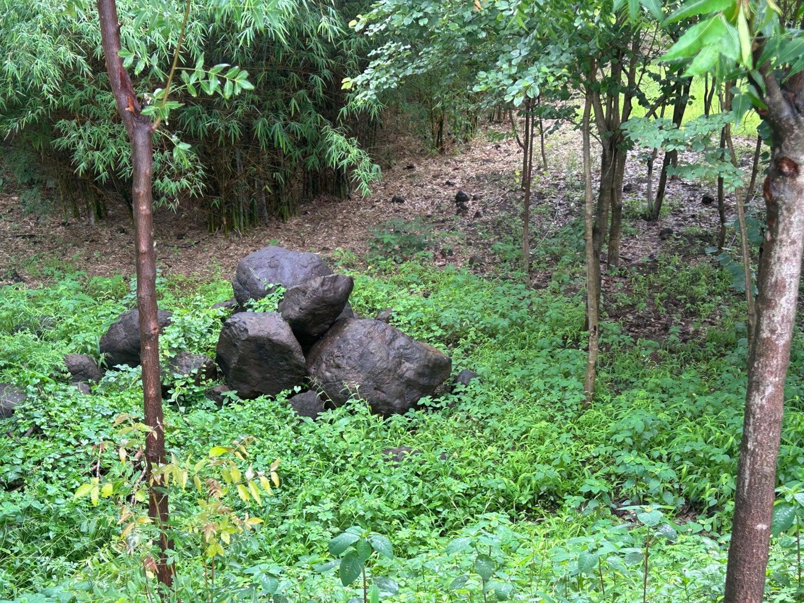 Eco-system in motion at Keshar Parvat