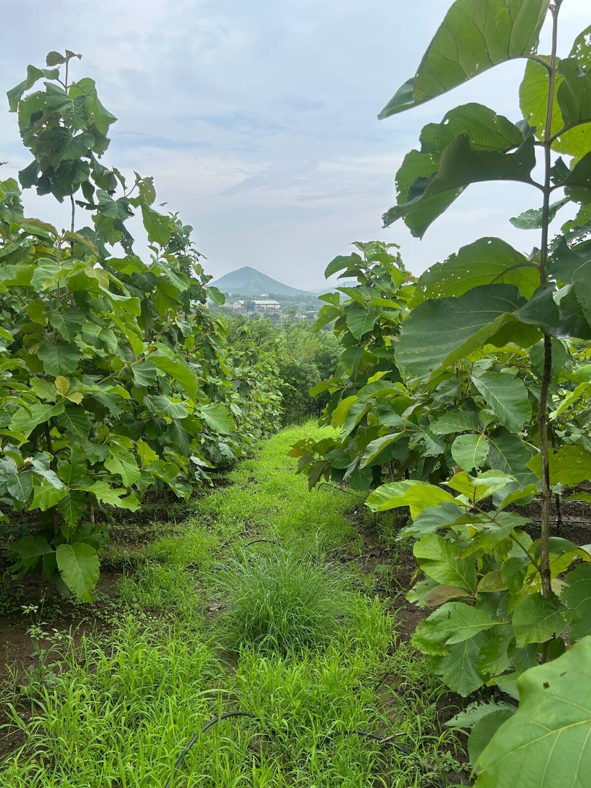 Sneak Peak between Teak Forests