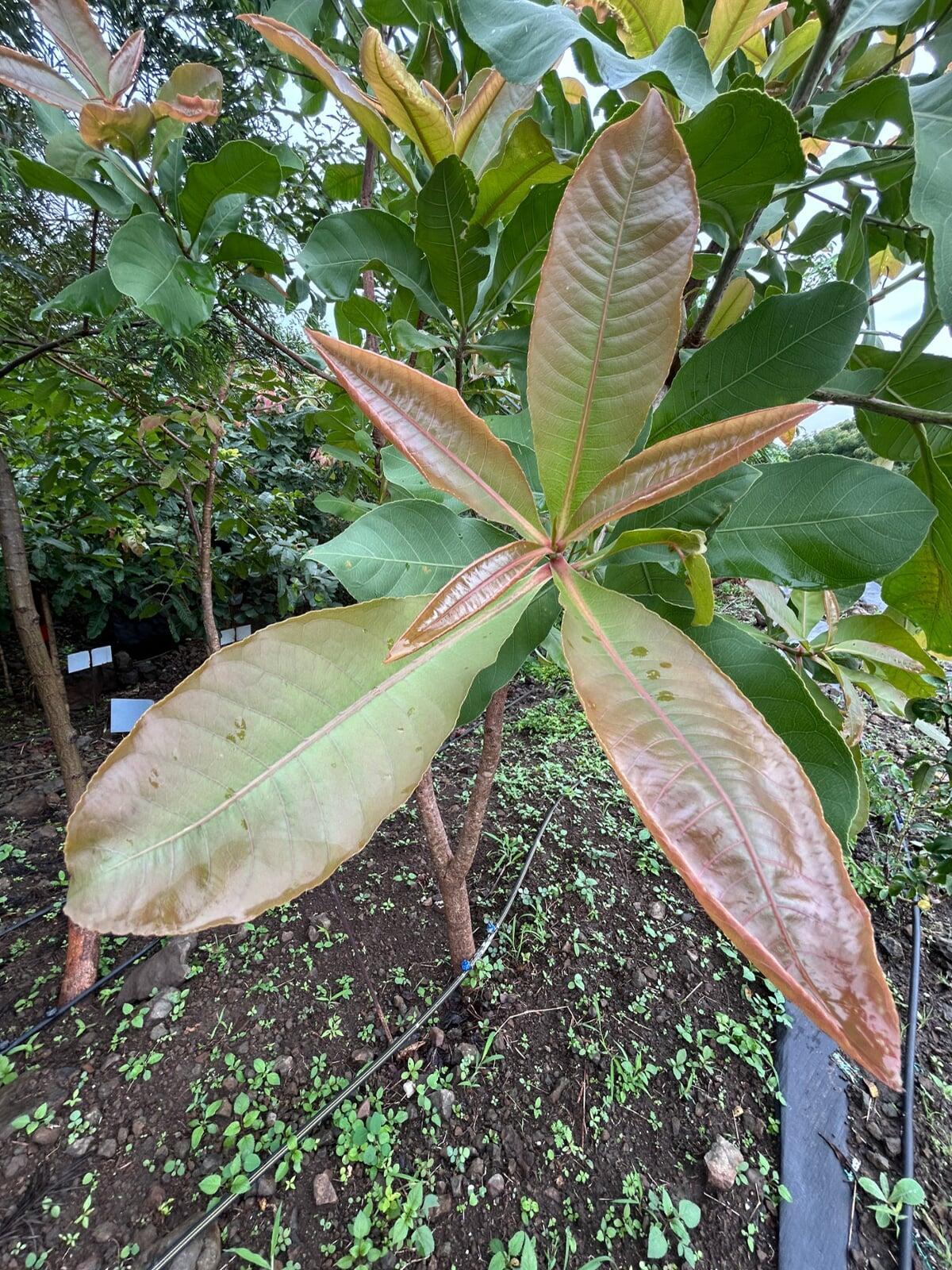 Witness Ironical shapes