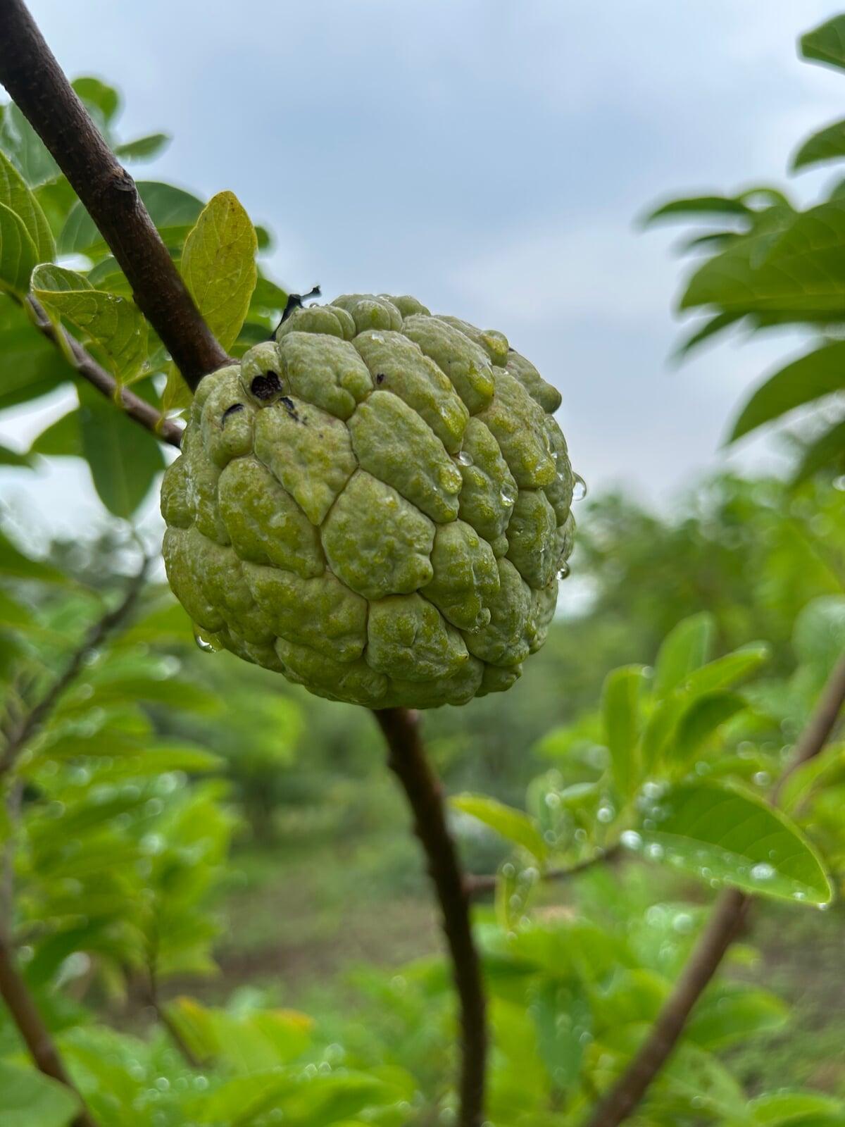 Sugar-Apple AKA Sitaphal