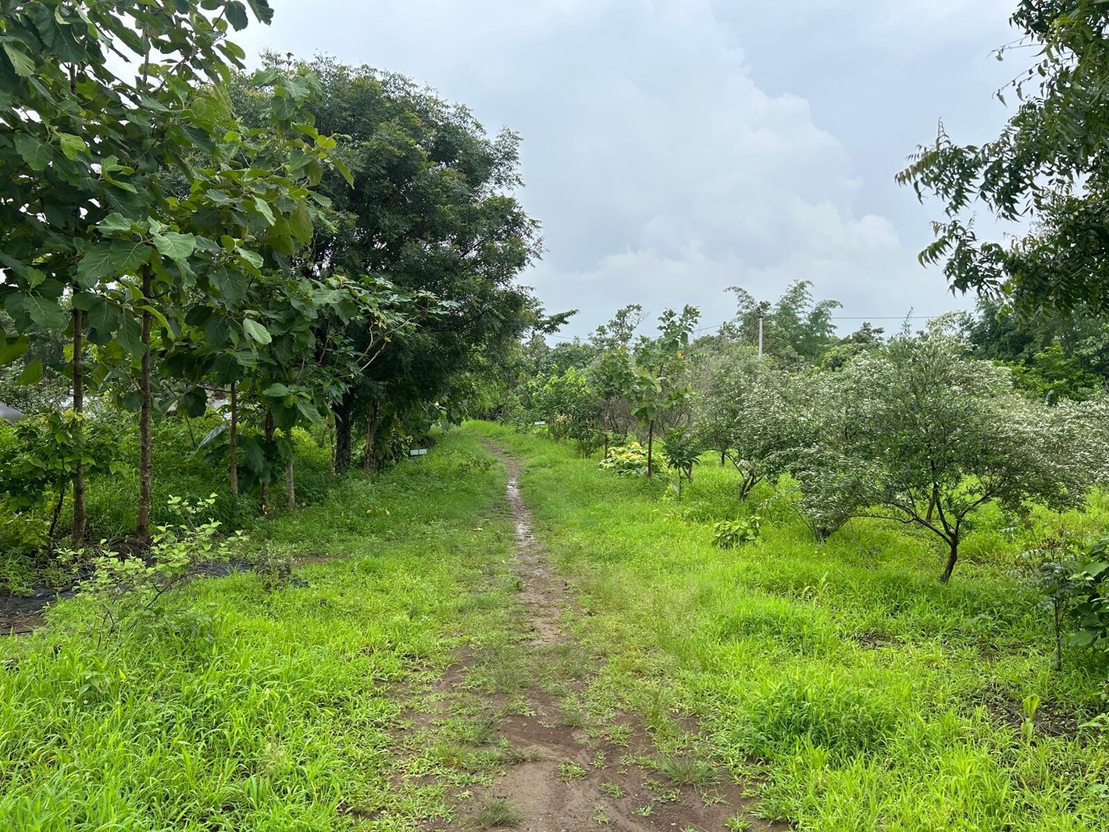 Nature trail Keshar Parvat