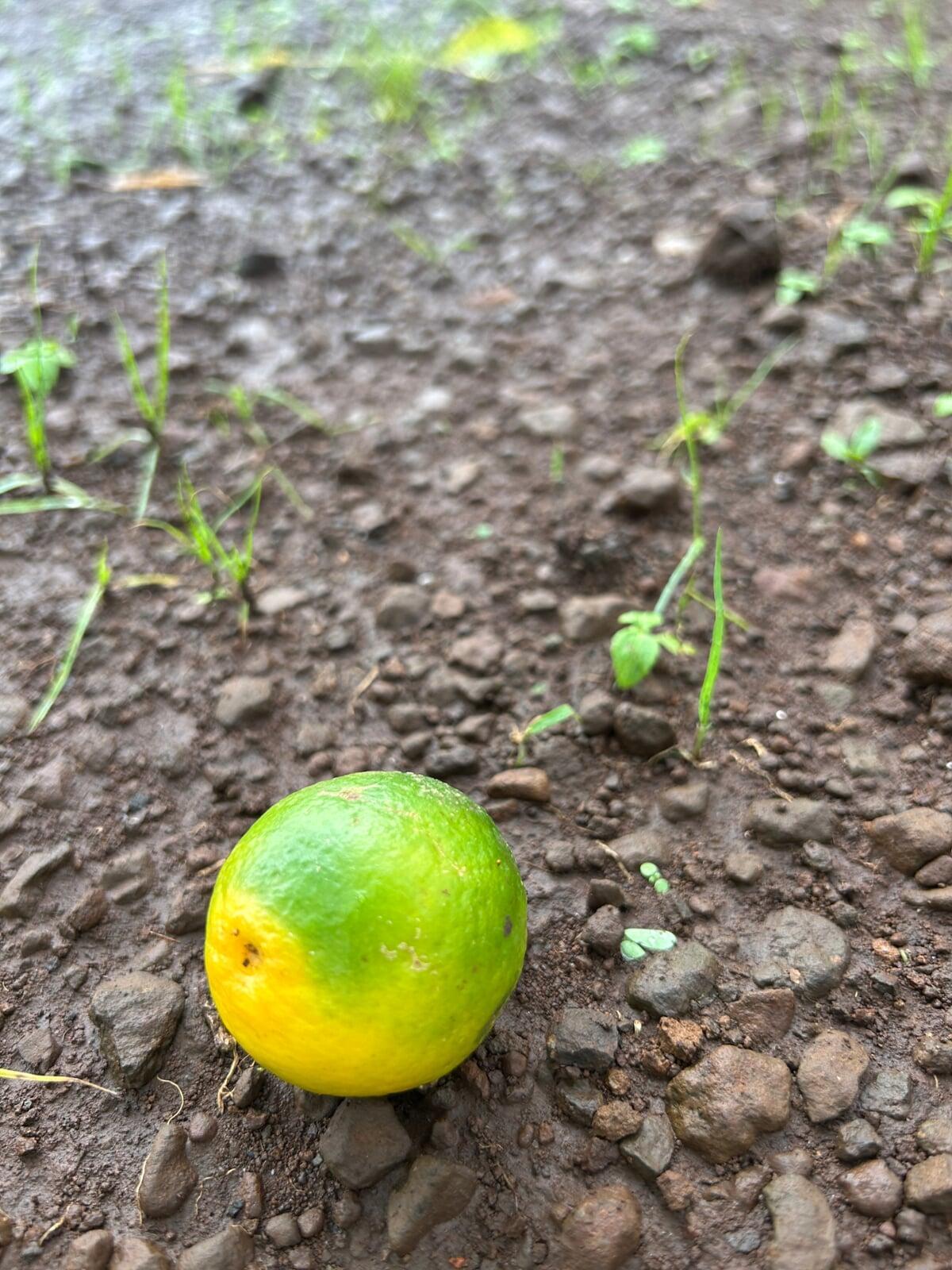 Lime Fruit