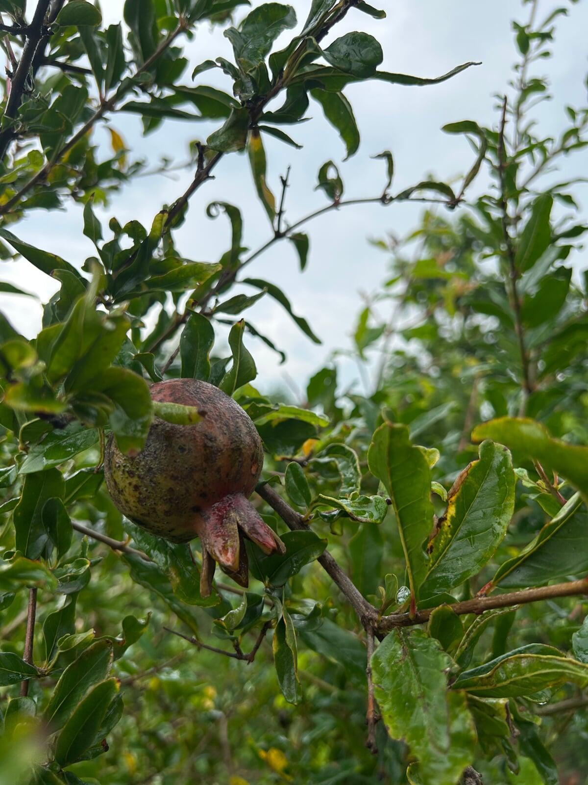 Pomegranate