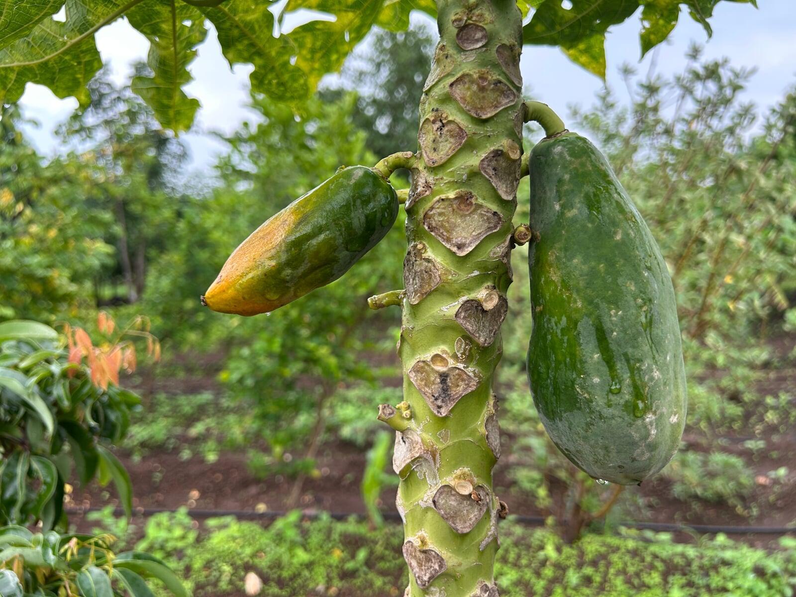 Papaya