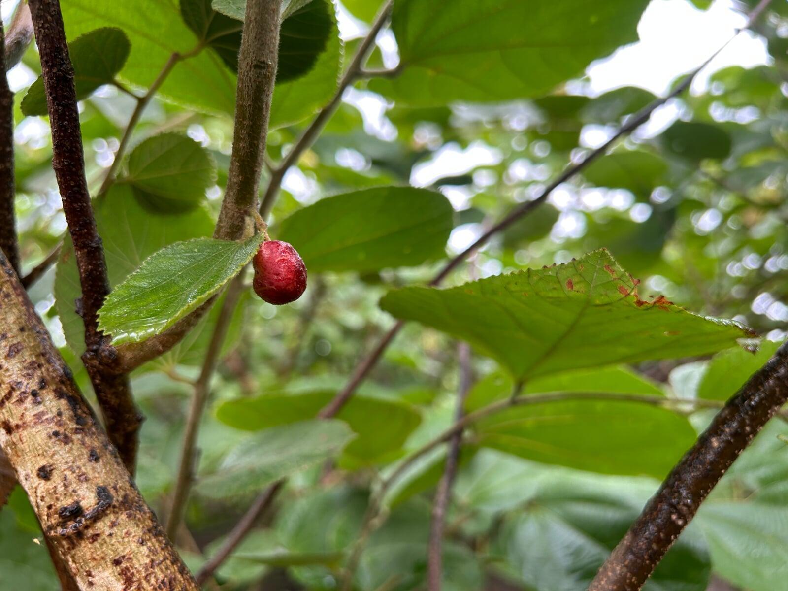 Red Berries