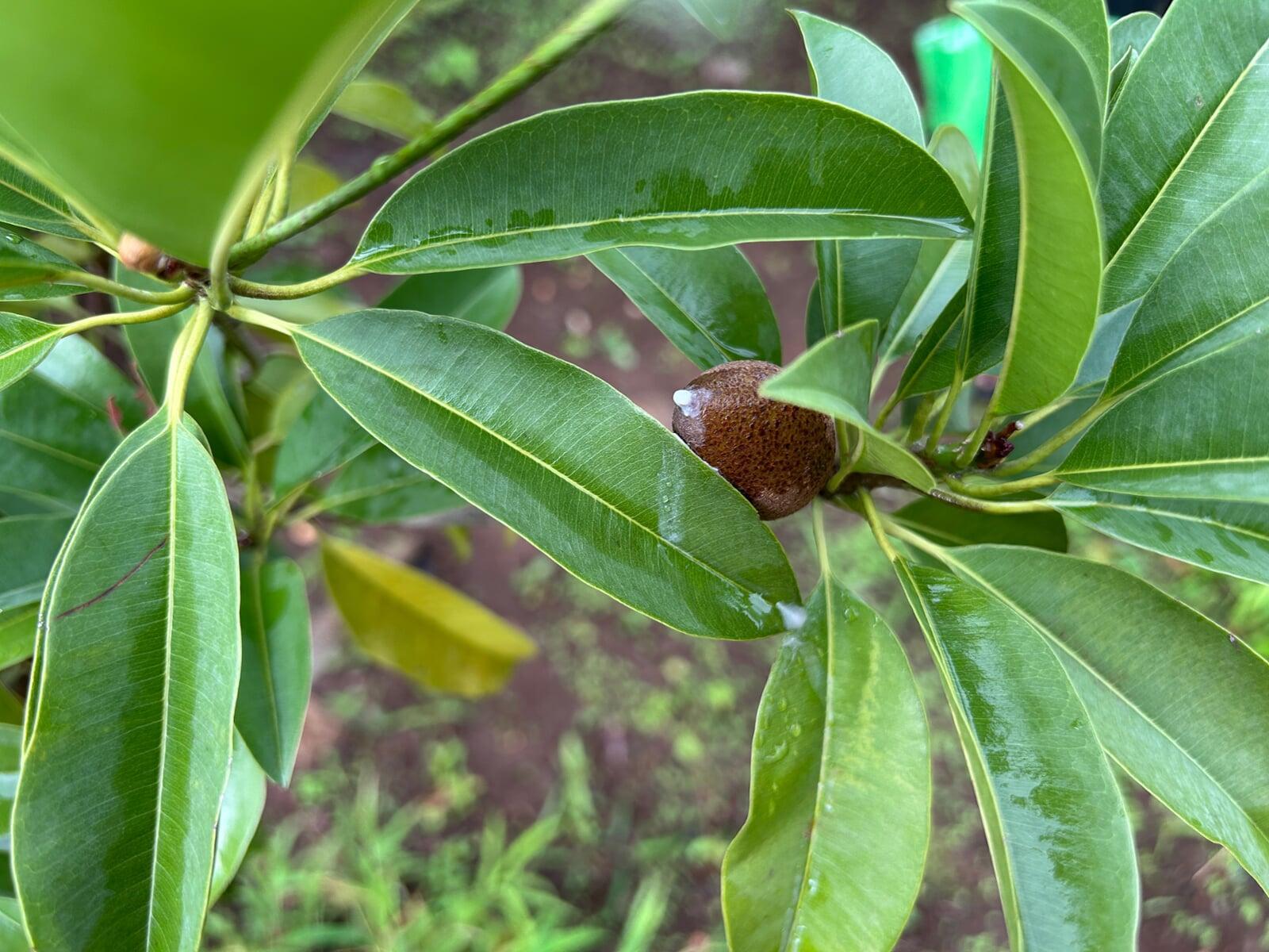 Sapodilla or Chiku Fruit