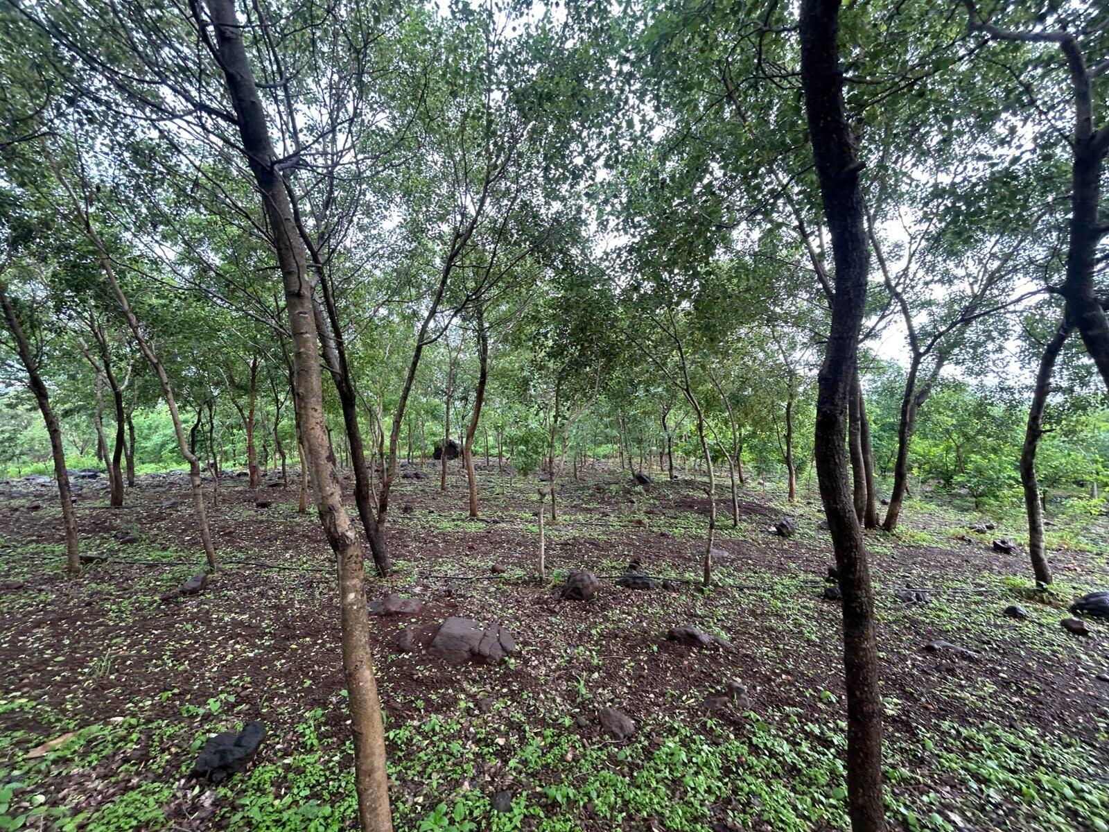 Trees sneaking glances at the sunlight