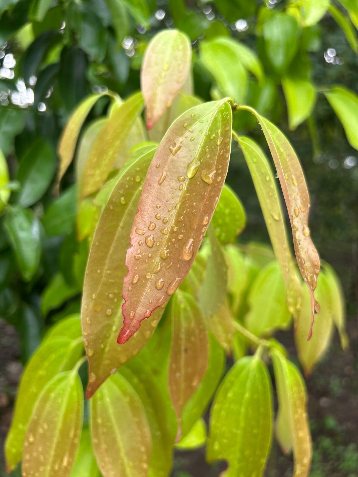 Bay Leaf also known as Tejapatta