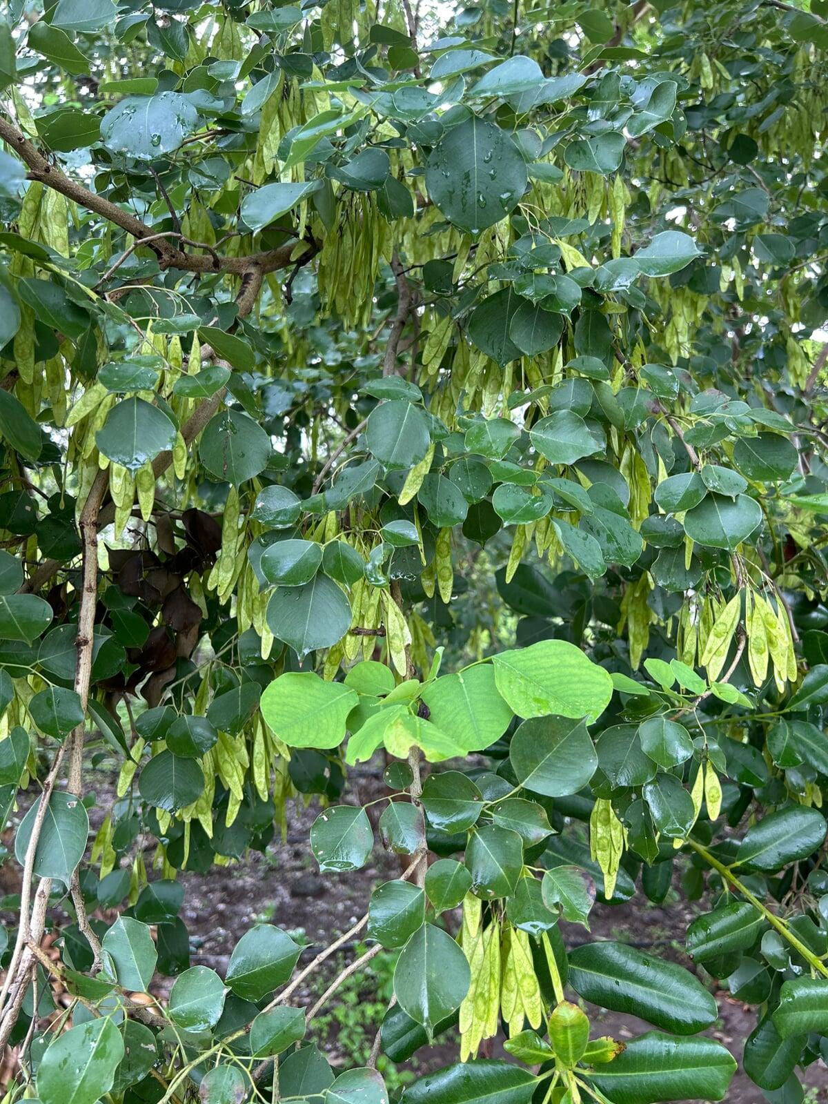 Rosewood or Sheesham Tree