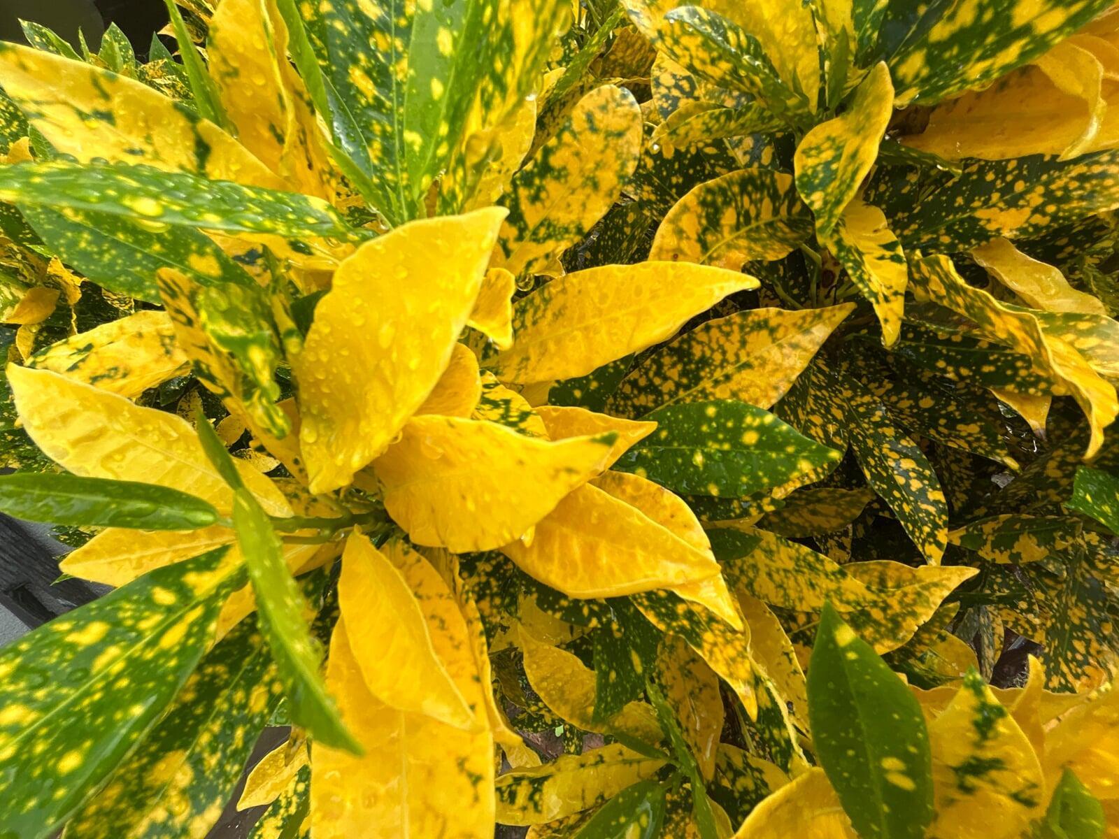 Life arranged for display