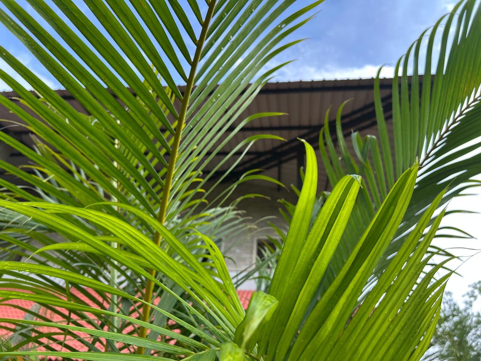 Sun Bathing Plam Leaves