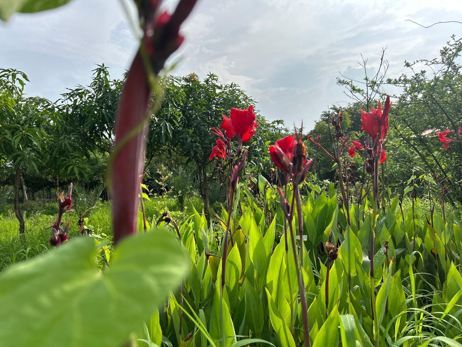 Indian shot AKA Sarvjaya