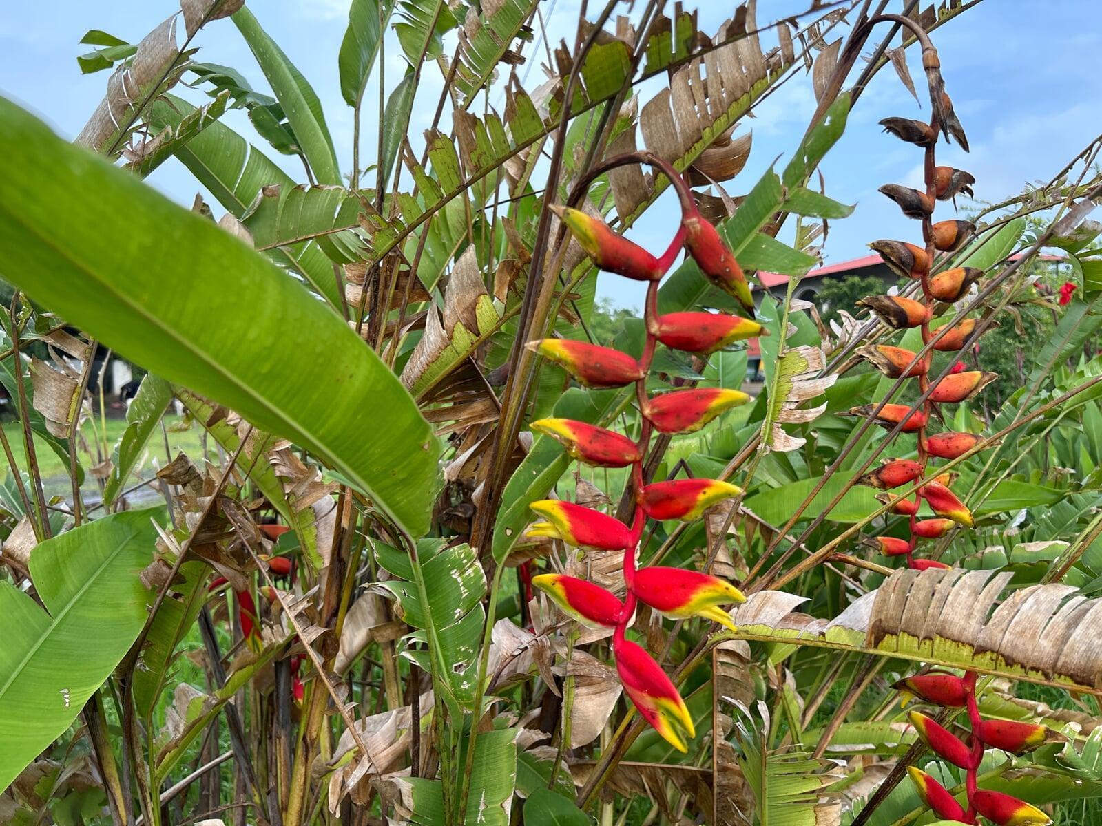 False bird of paradise